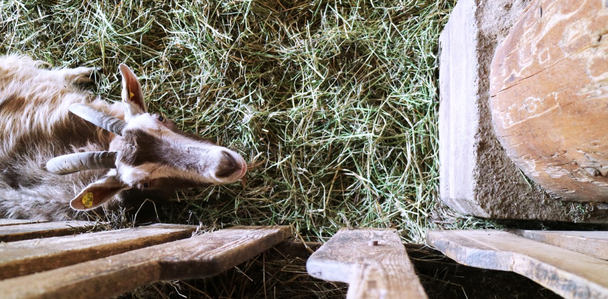 Vor dem Buddha&nbsp;links.