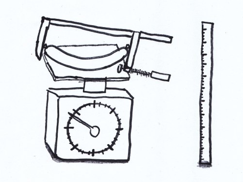 Wie schaut das ideale Würstel zum Kremser Senf aus
