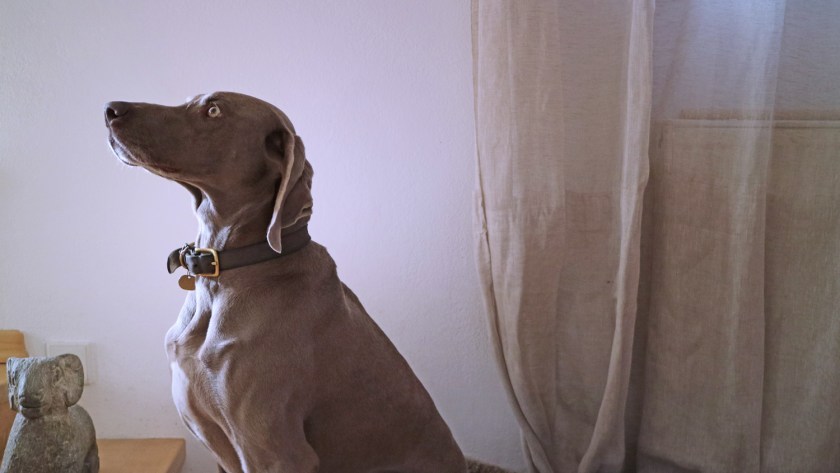 Antonias Hund Steffi.