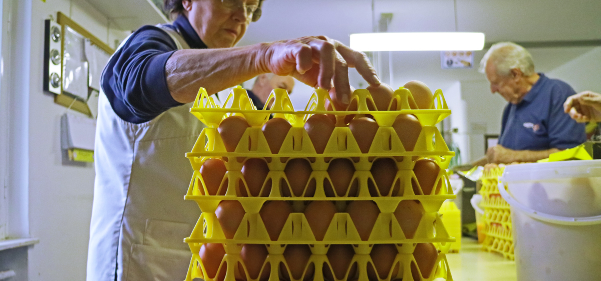 Ran an die&nbsp;Eier.