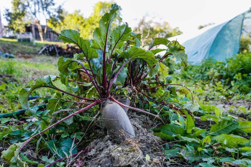 ©PamelaSchmatz-9305