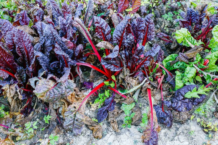 ©PamelaSchmatz-9310