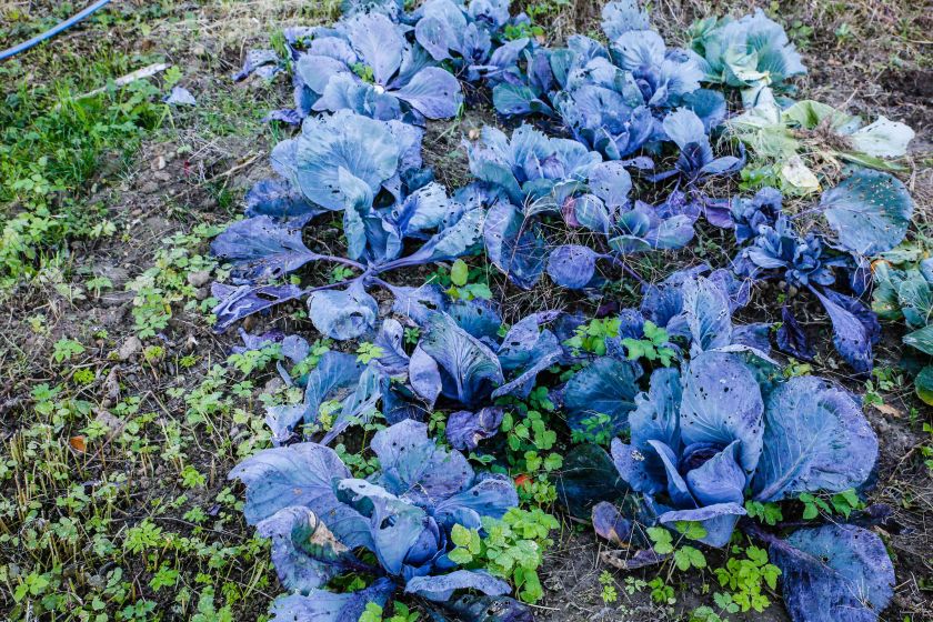 ©PamelaSchmatz-9317