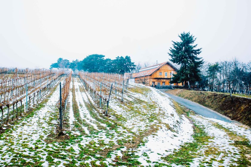 web-pamelaschmatz-8927