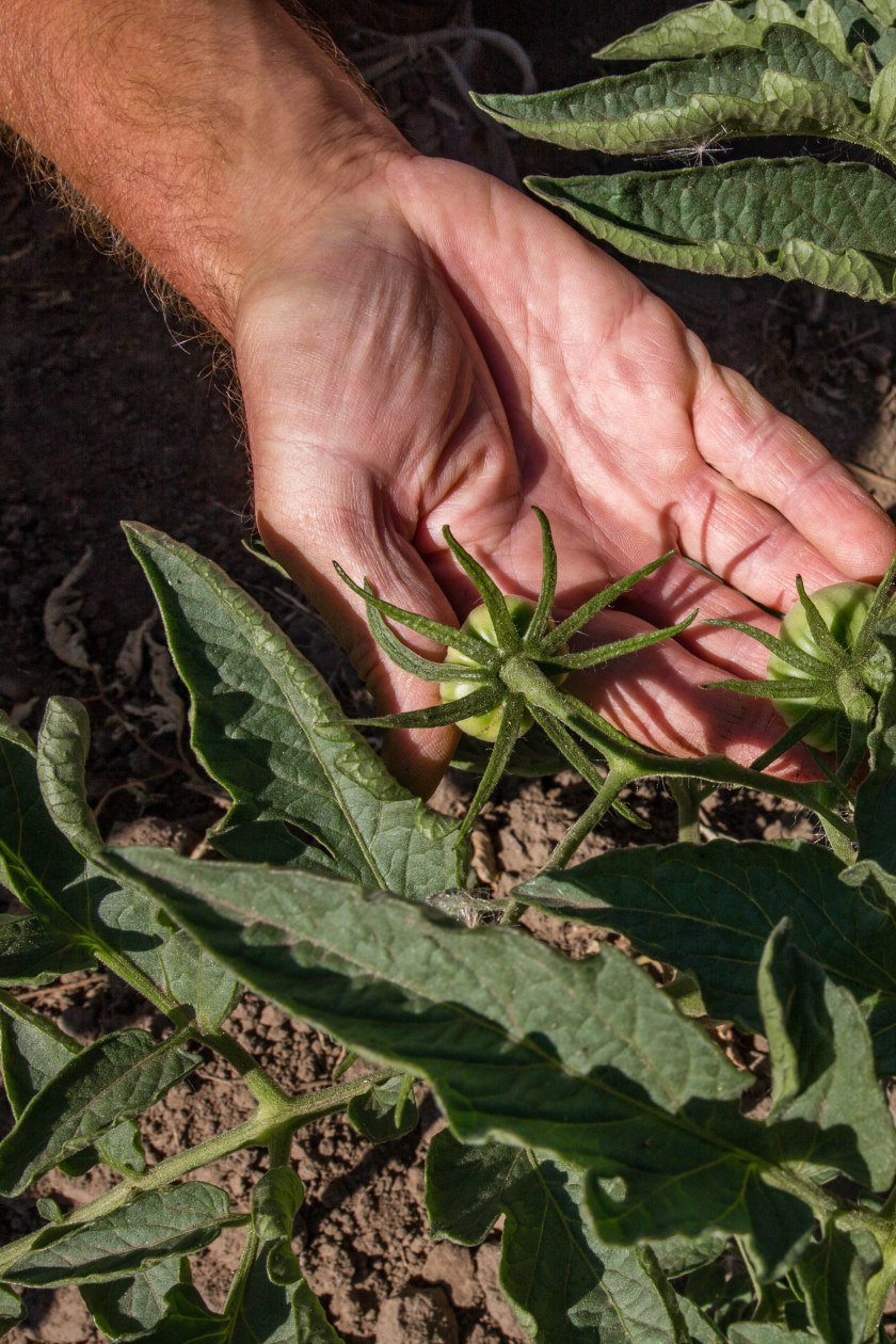 web-pamelaschmatz-7880