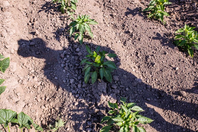 web-pamelaschmatz-7922