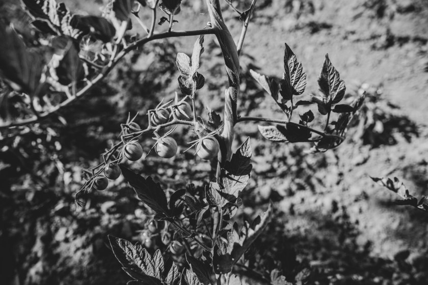 web-pamelaschmatz-7974